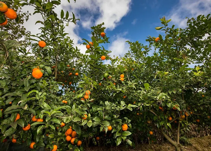 Quinta Dos Curubas Gospodarstwo agroturystyczne Vila Franca do Campo
